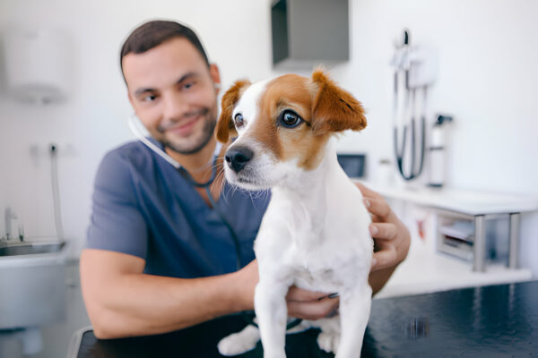 treatments for pet pain