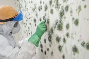 Mold Testing